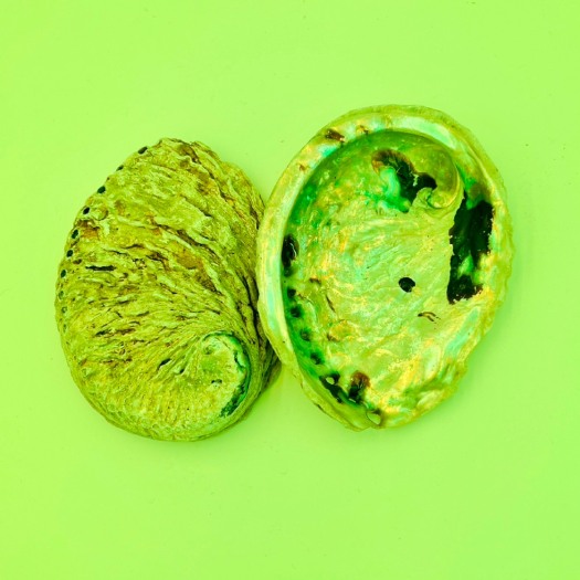南非鲍鱼壳