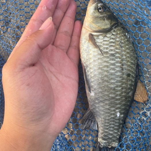 湖州鲈鱼