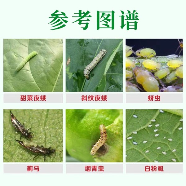 迅株青专杀青虫药豆角西瓜玉米青虫钻心虫吊丝虫甜菜夜蛾专用药