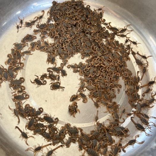 济南掀石板山蝎