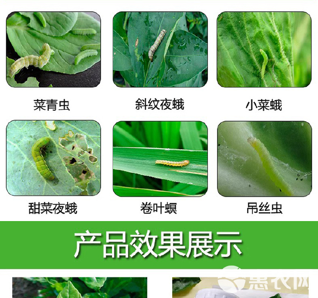 迅株青专杀青虫药豆角西瓜玉米青虫钻心虫吊丝虫甜菜夜蛾专用药