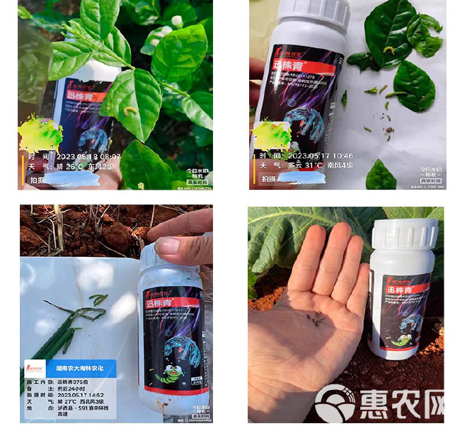 迅株青专杀青虫药豆角西瓜玉米青虫钻心虫吊丝虫甜菜夜蛾专用药