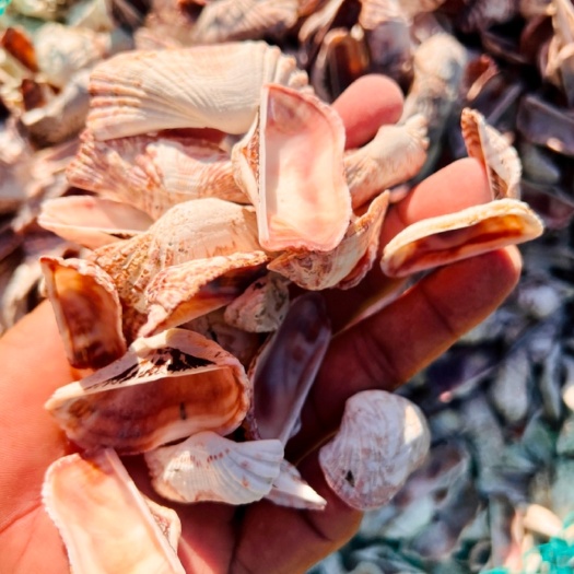 北海蝴蝶贝壳 姐妹螺壳 工艺贝壳工艺品风铃壳猪兜螺壳