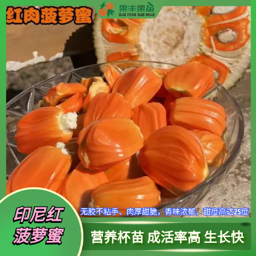 灵山县印尼红菠萝蜜苗 果香甜脆口 鲜嫩多汁 浓浓果香 谁吃谁爱吃
