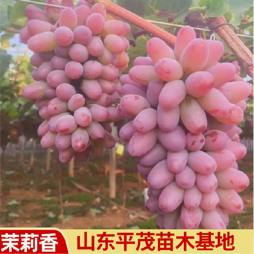 平邑县嫁接茉莉香葡萄苗 品种纯正 南北方种植