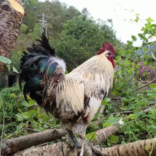 昆明脱温青花本地土鸡，体型大，抗病能力强，适合多数地方饲养