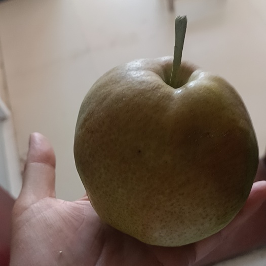 洛阳玉露香梨