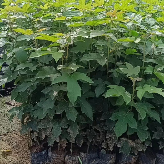 广州生态造林苗枫香树苗