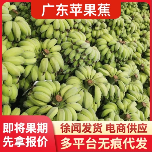 徐闻原产地苹果粉蕉广东香蕉当季整箱现摘自然熟产地直供