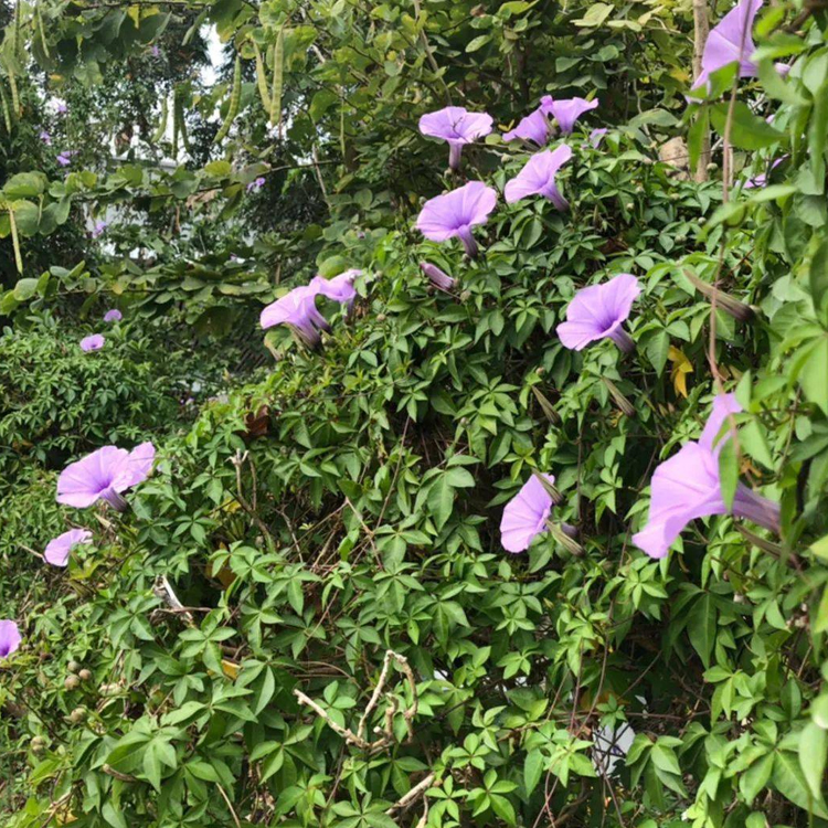 南宁供应牵牛花种子 边坡复绿护坡固土常用爬藤野牵牛七爪龙草籽批发