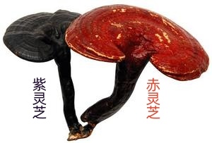 郑州灵芝，郑州灵芝，郑州灵芝