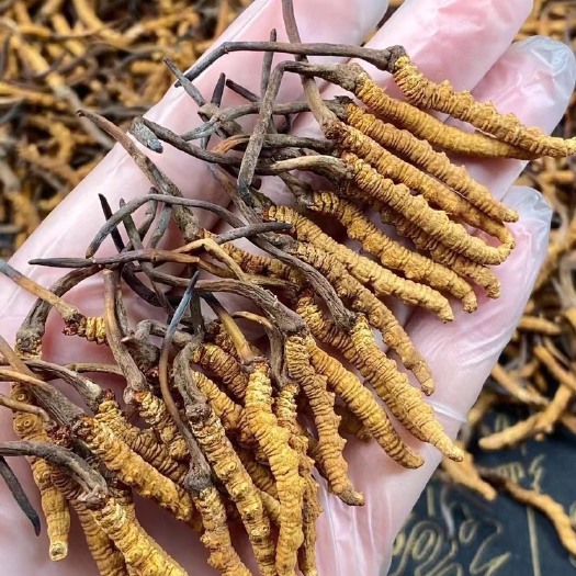 亳州冬虫夏草精选正品断虫草大断虫草花冬虫夏草断虫草泡酒