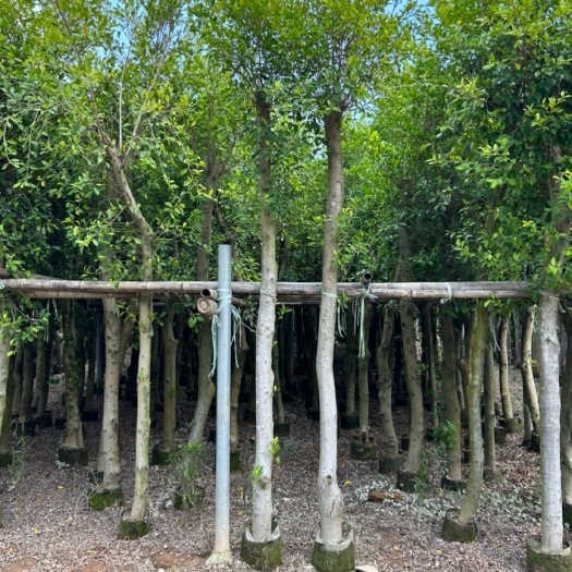 漳浦县福建小叶榕袋苗批发漳州基地自产自销