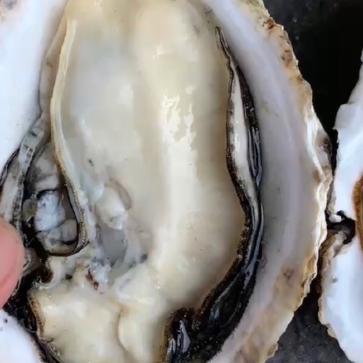 饶平县生蚝