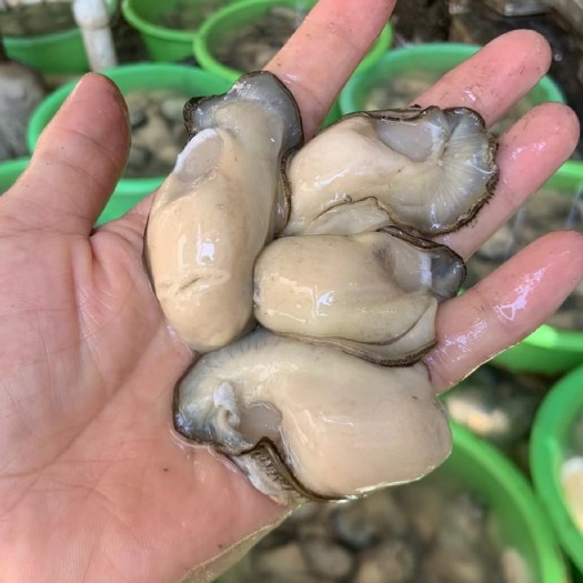 饶平县当天现剥出货，一斤40个左右