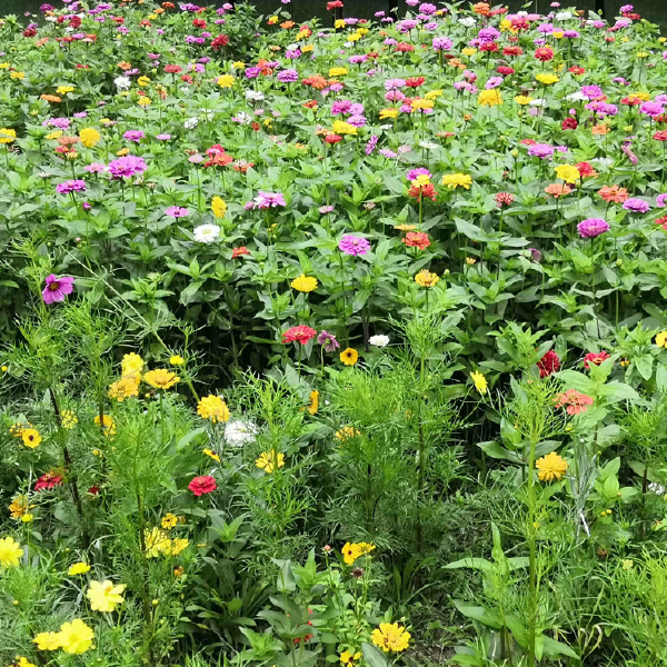 野花组合种子 打造花海花卉常用多年生花种边坡绿化护坡固土花籽