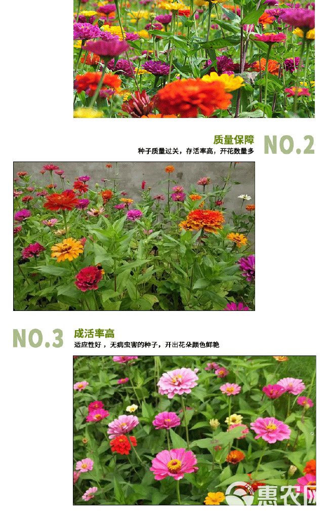 百日草种子 打造花海花卉常用花种园林绿化边坡复绿护坡固土花籽