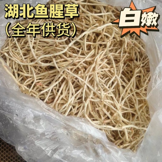 鱼腥草湖北基地鲜货产地大量种植大量有货品质优根白鲜嫩折耳根