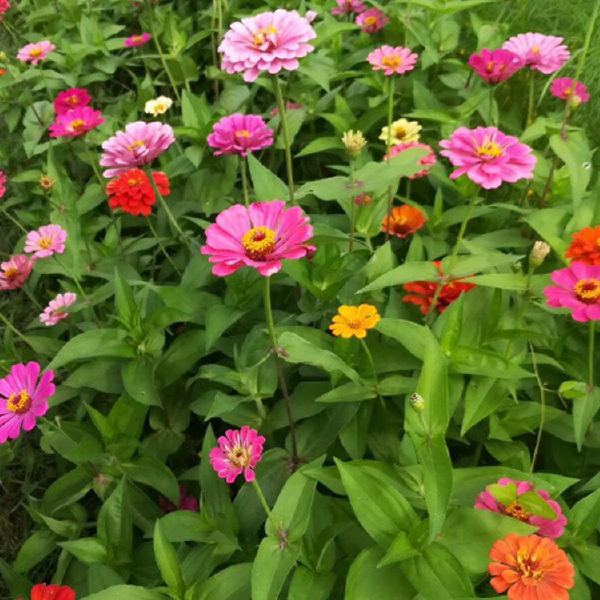 百日草种子 打造花海花卉常用花种园林绿化边坡复绿护坡固土花籽