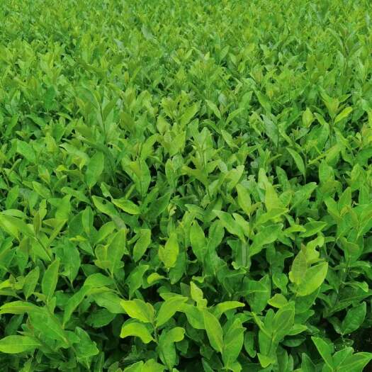 福安市龙井43茶苗  专业苗圃种植龙井茶苗     优量品质