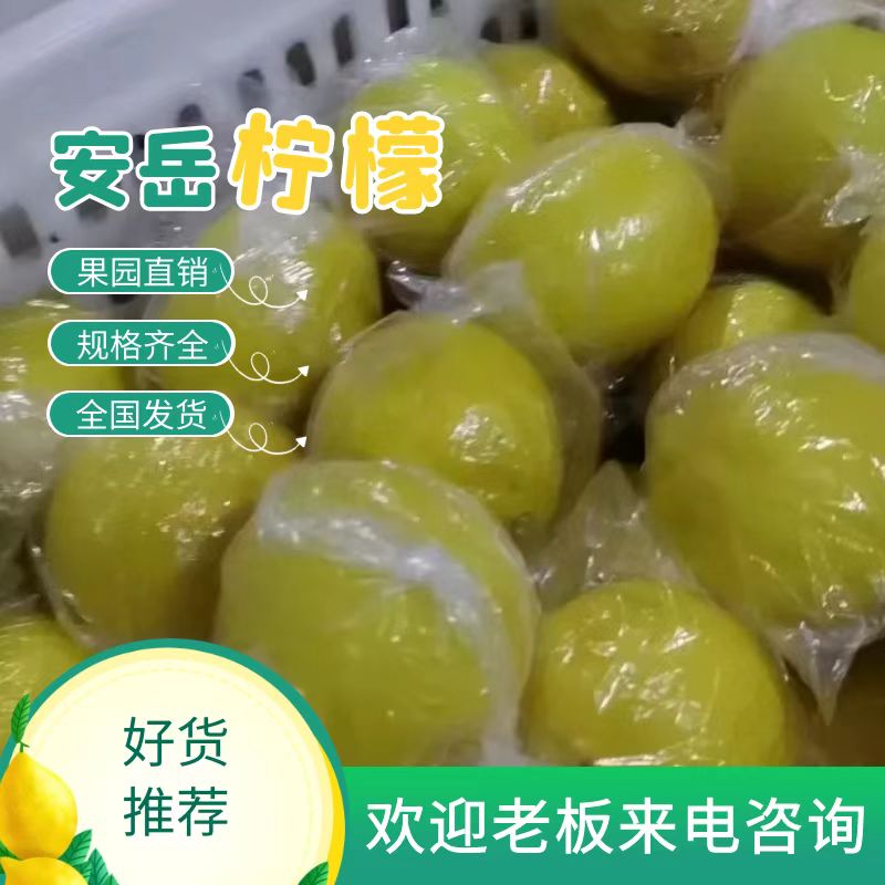 安岳县四川安岳黄柠檬一二级精品质量保证奶茶饮品配送市场均可发货