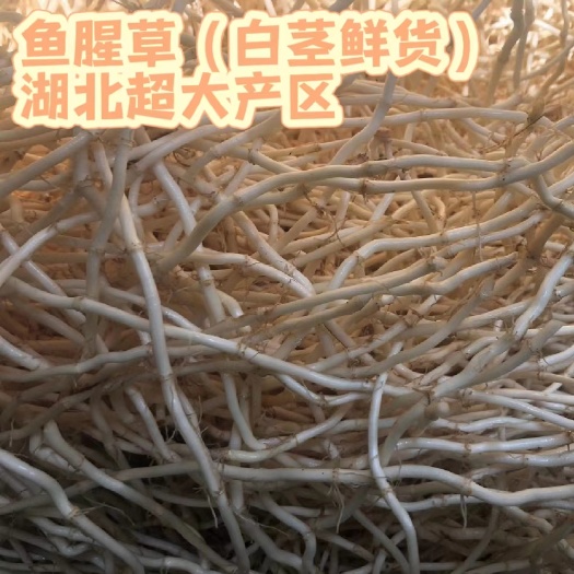 鱼腥草(白茎鲜根/鱼腥草之乡/全民种植)