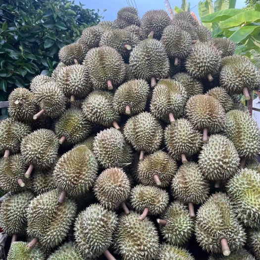 南宁越南金枕榴莲
