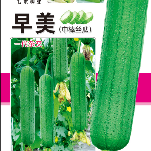 七禾杂交中棒肉丝瓜种子 早美肉丝瓜种子