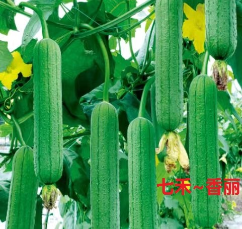 七禾杂交中棒丝瓜种子 香丽中棒肉丝瓜种子