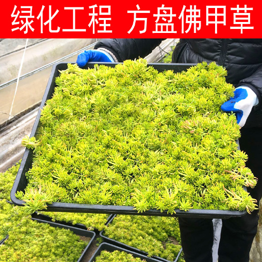 长沙屋顶绿化草坪佛甲草苗金叶黄金佛甲草中华景天多年生地被四季常青