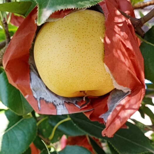 社旗县新黄金梨 精品果