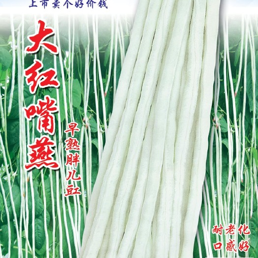 七禾5斤装早熟红嘴胖儿豇 白豇豆种子 大红嘴燕豇豆种子