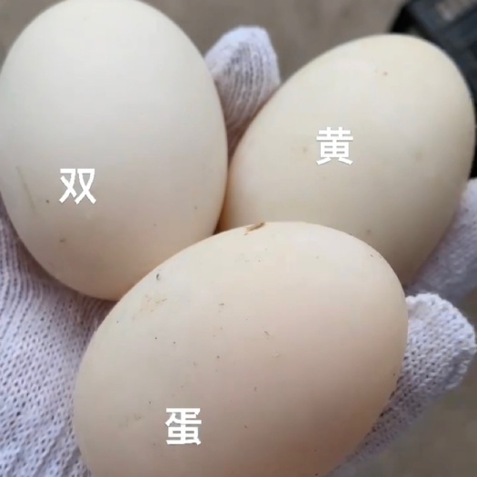 任丘市桶装大白皮，鹅蛋