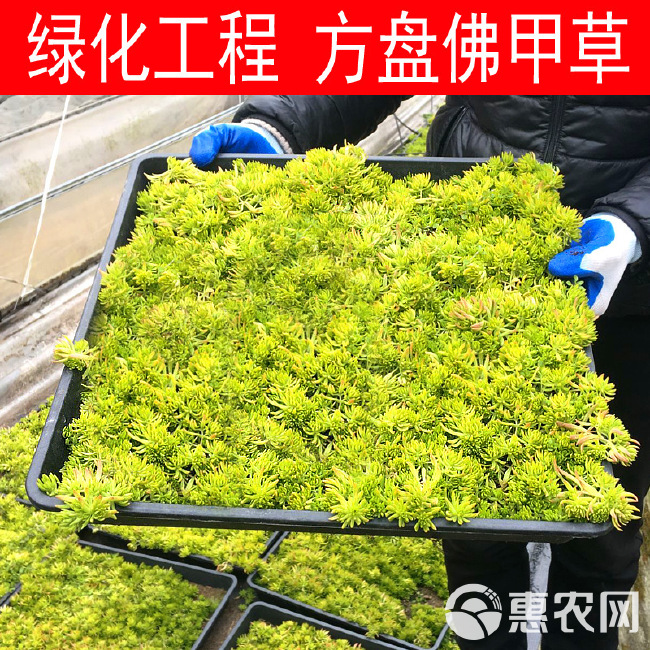 屋顶绿化草坪佛甲草苗金叶黄金佛甲草中华景天多年生地被四季常青