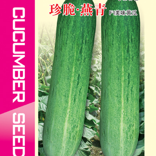 眉山七禾珍脆燕青黄瓜种子 大棒型