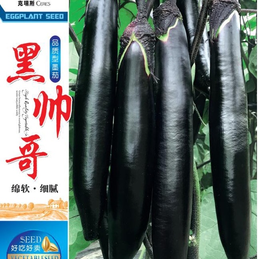 眉山七禾 墨茄种子，长黑茄茄子种子