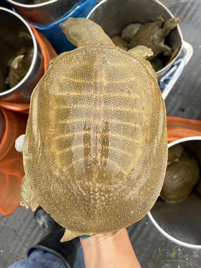 小江甲魚(yú)養(yǎng)殖批發(fā)