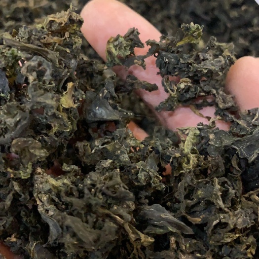 武山县免洗地皮菜