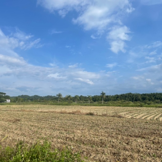 龙门县惠州龙门县城500亩水田出租