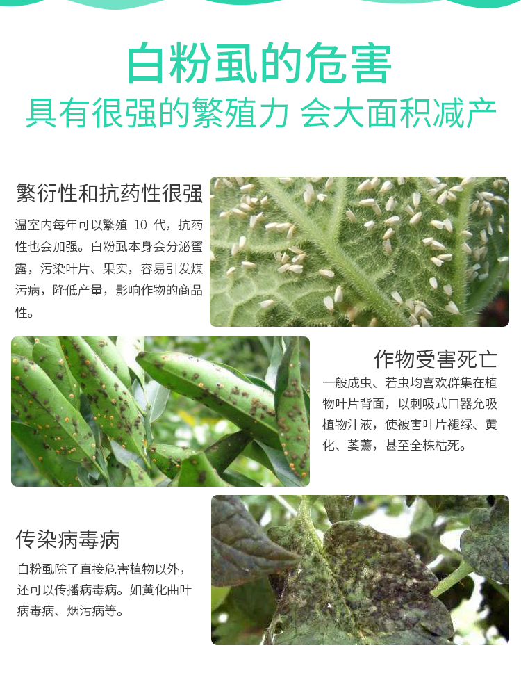 勇冠乔迪联苯菊酯啶虫脒白粉虱抗性白粉虱专用杀虫剂白粉虱农药