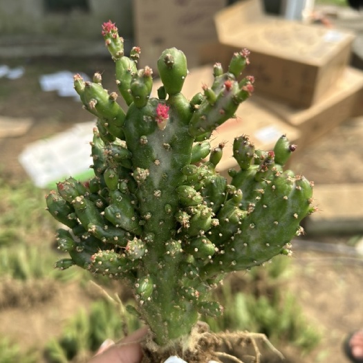仙人掌 千手观音 精品货跑江湖专用