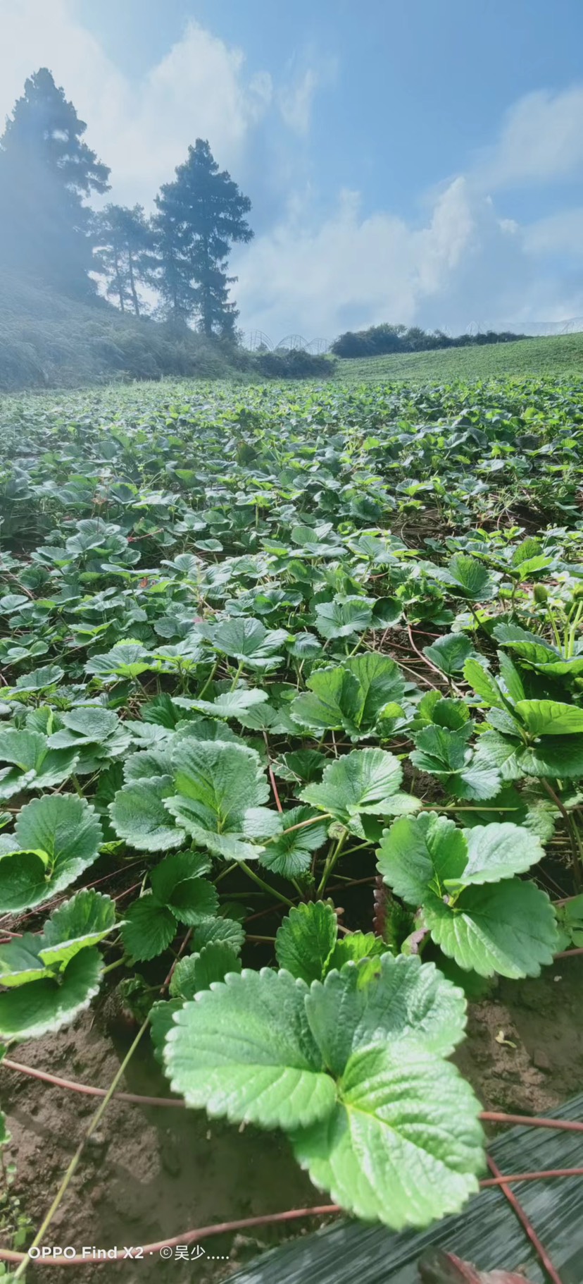 四季蒙特瑞草莓苗。基地直培育。1级草莓苗