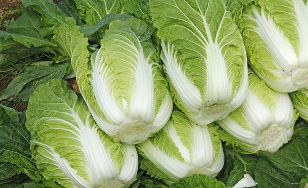 新疆白菜