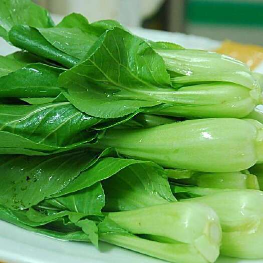 和田市新疆青菜