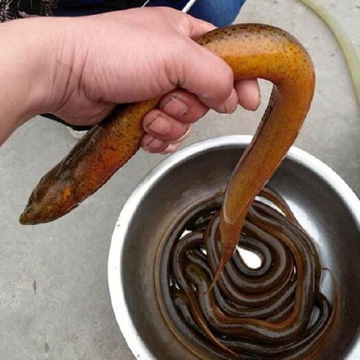 南阳黄鳝