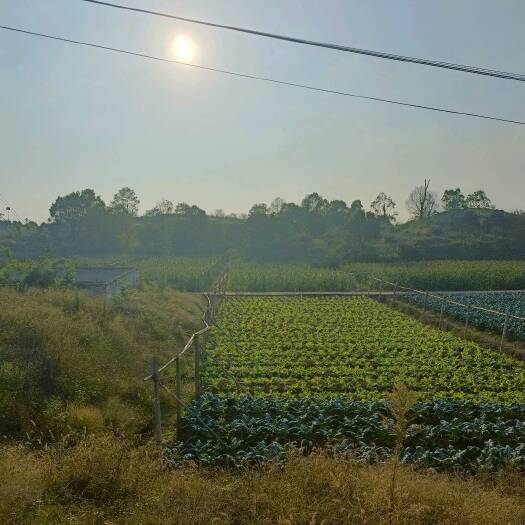 重庆市璧山平整蔬菜园300亩
