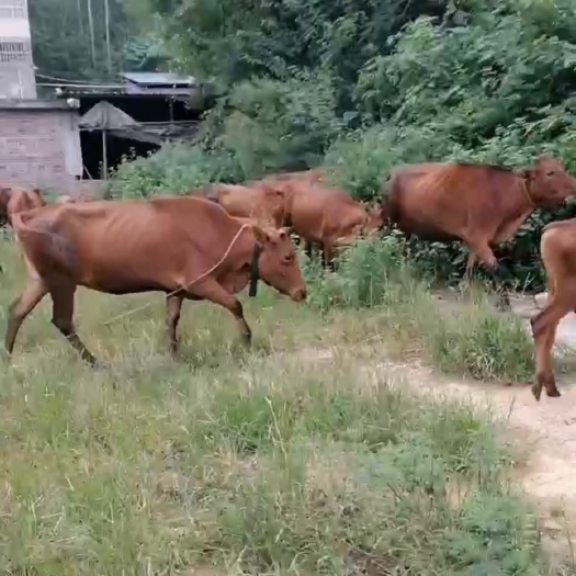 长沙牛犊和成牛