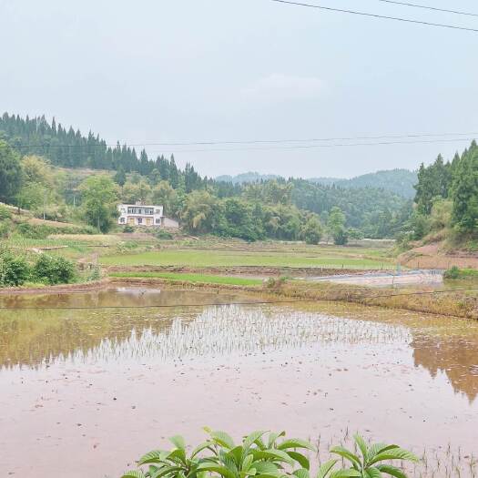 重庆市荣昌铜鼓镇150亩基本农田出zu
