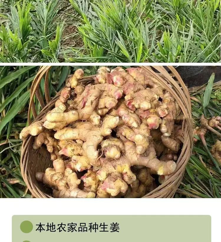 江西万载特产农家传统小吃手工制作盐姜天然晒制咸味盐姜开胃美食
