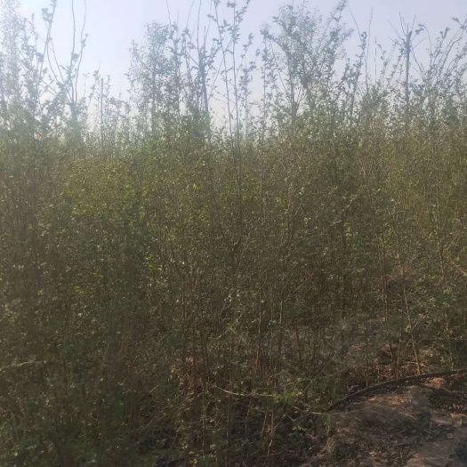 冠县出售榆树苗，当年生小榆树苗批发，山东千余亩实力供应